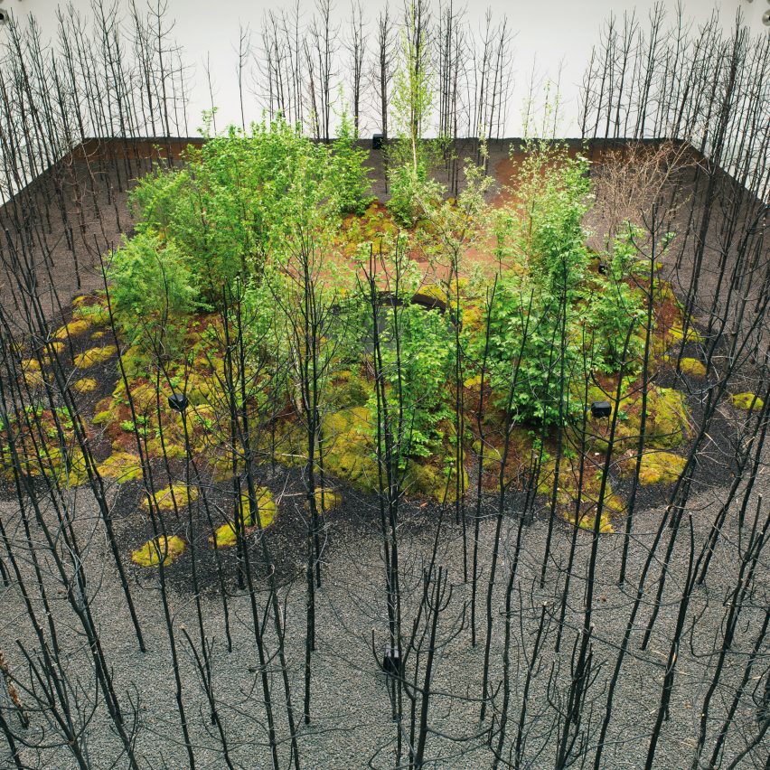 An installtion of trees at the MAK in Vienna by Superflux