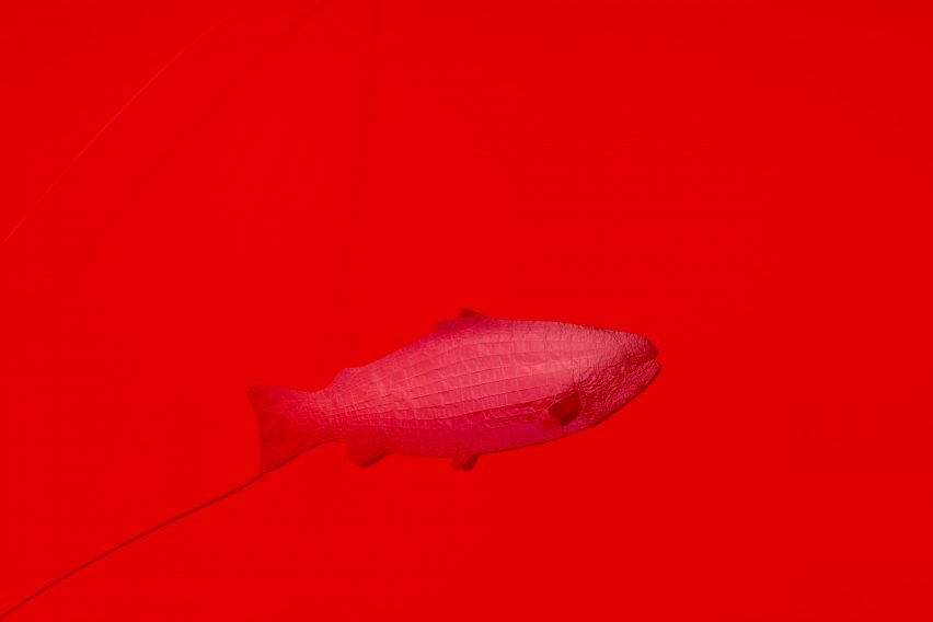Salmon: Ikan Herring Merah