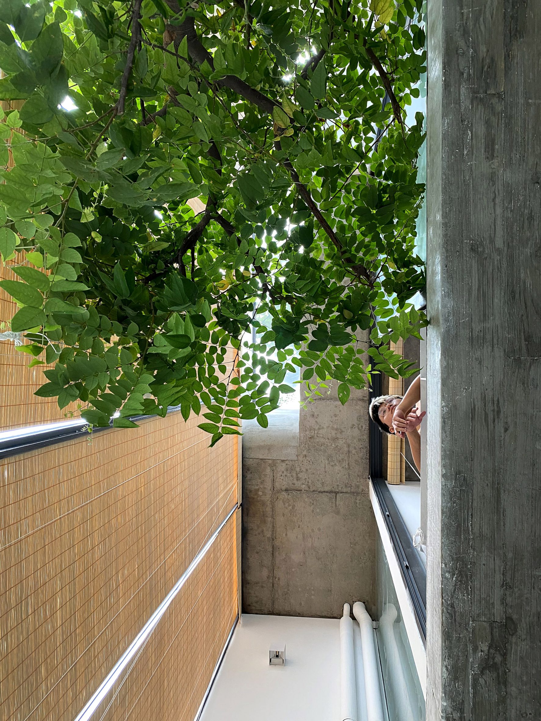Trees in TH House by ODDO Architects