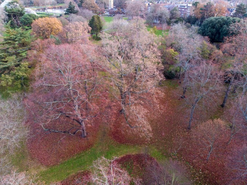Foto pohon Kew di musim gugur