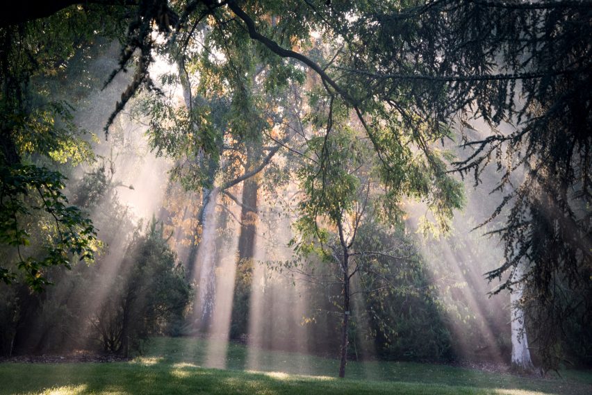 A photograph of light rays through the green trees at Kew Gardens