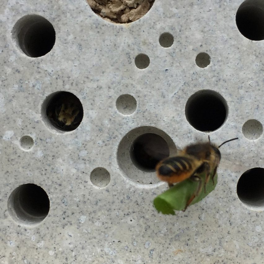 Ong bay vào bê tông Bee Brick của Green & Blue