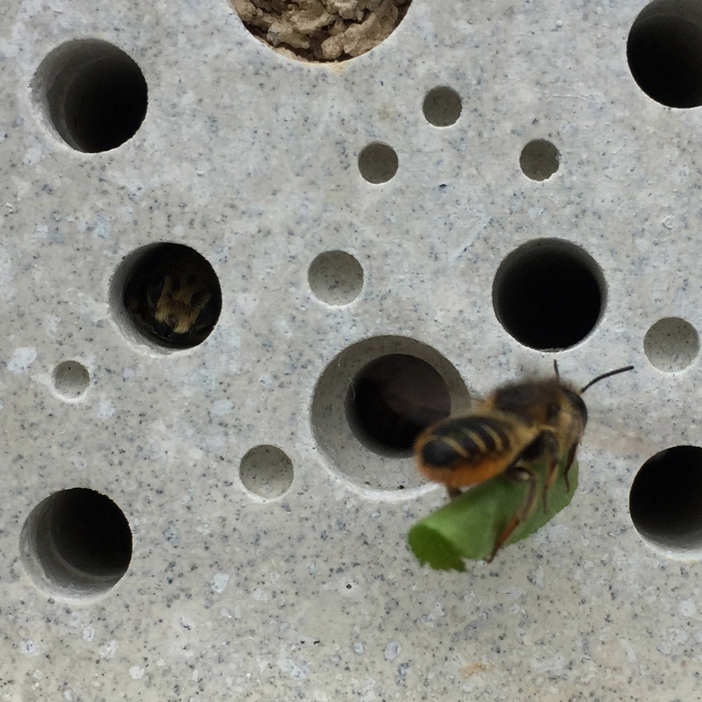 Bee flying into concrete Bee Brick by Green&Blue