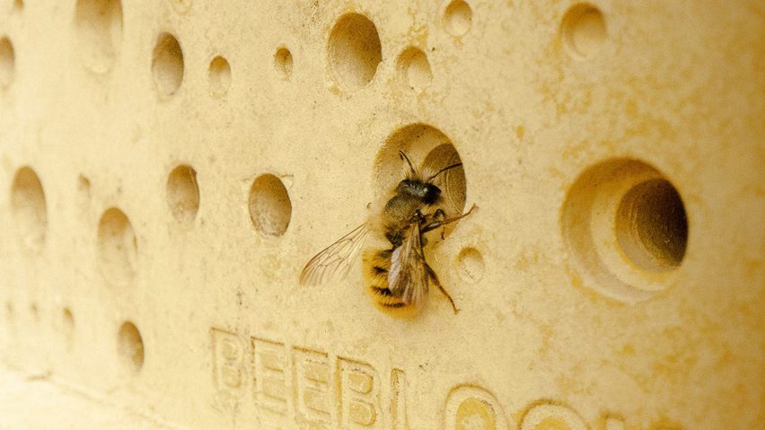 Bee on Bee Block by Green&Blue