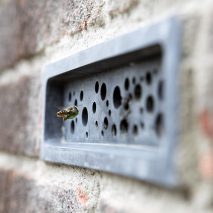 Bee flying into concrete Bee Brick by Green&Blue