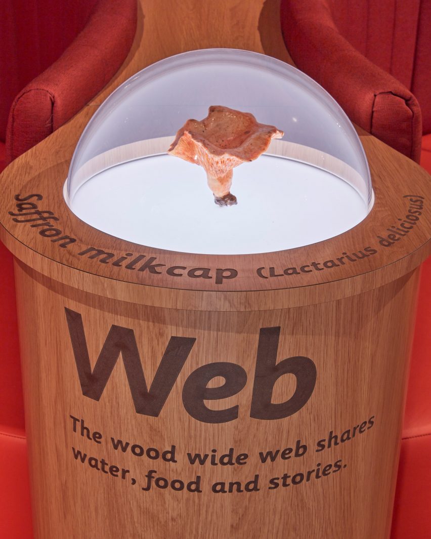 A saffron milk cap exposed in a transparent globe