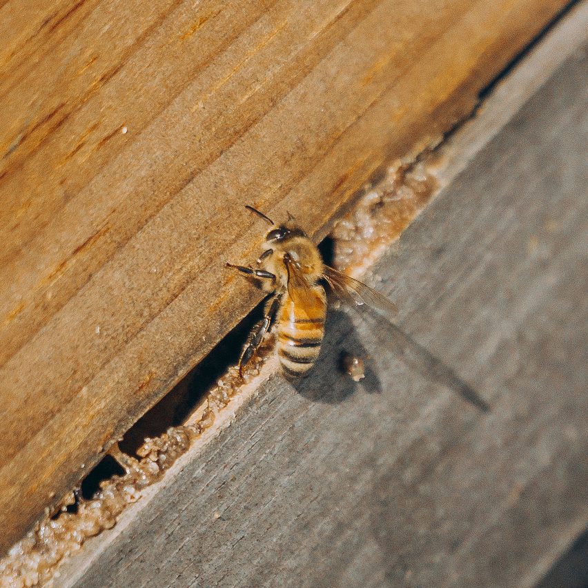 Honey bee on a wooden backdrop