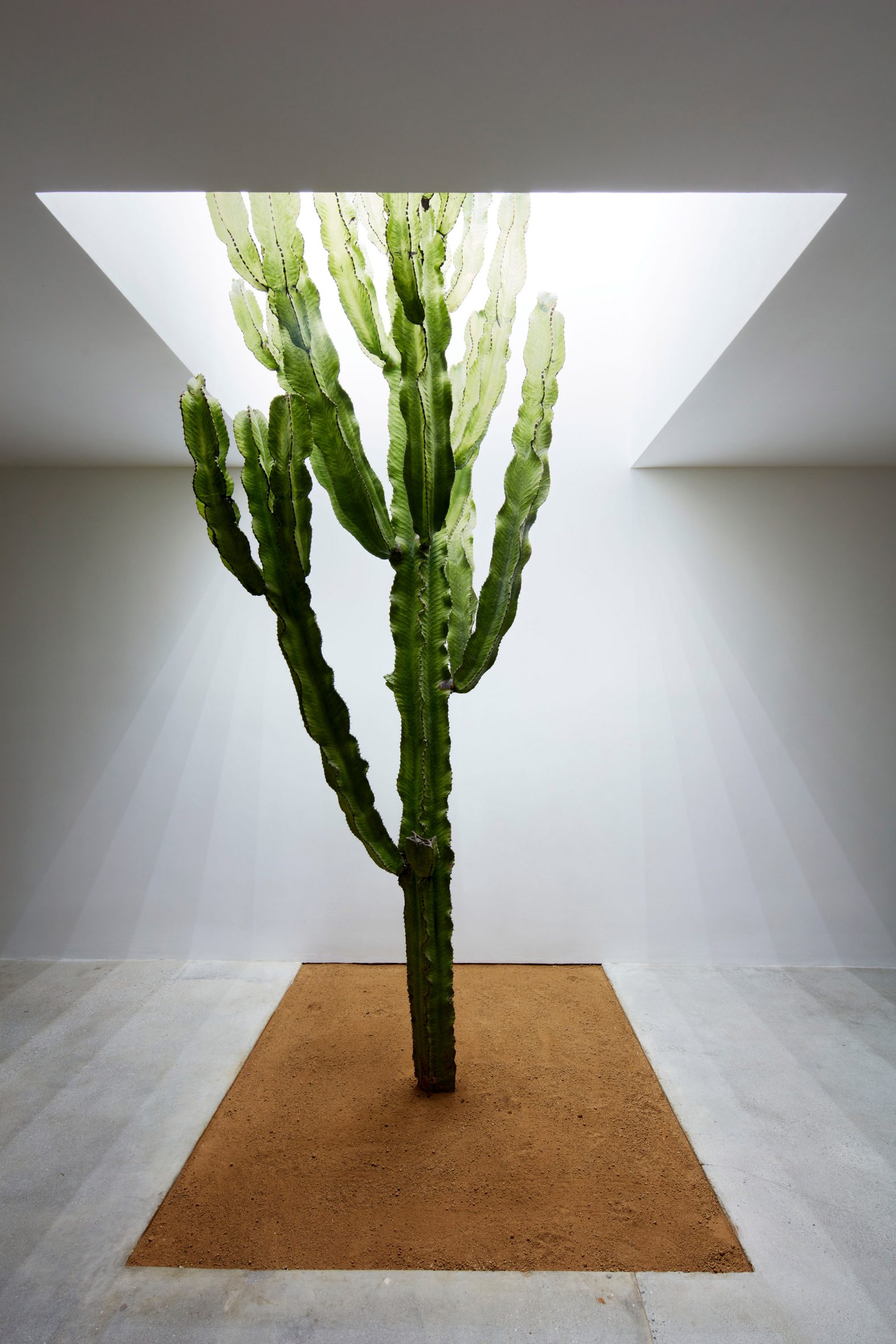 Cactus grows from earth within the light-well of a white-walled home interior