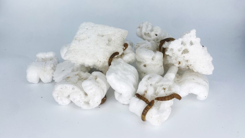 Mealworms eating styrofoam peanuts