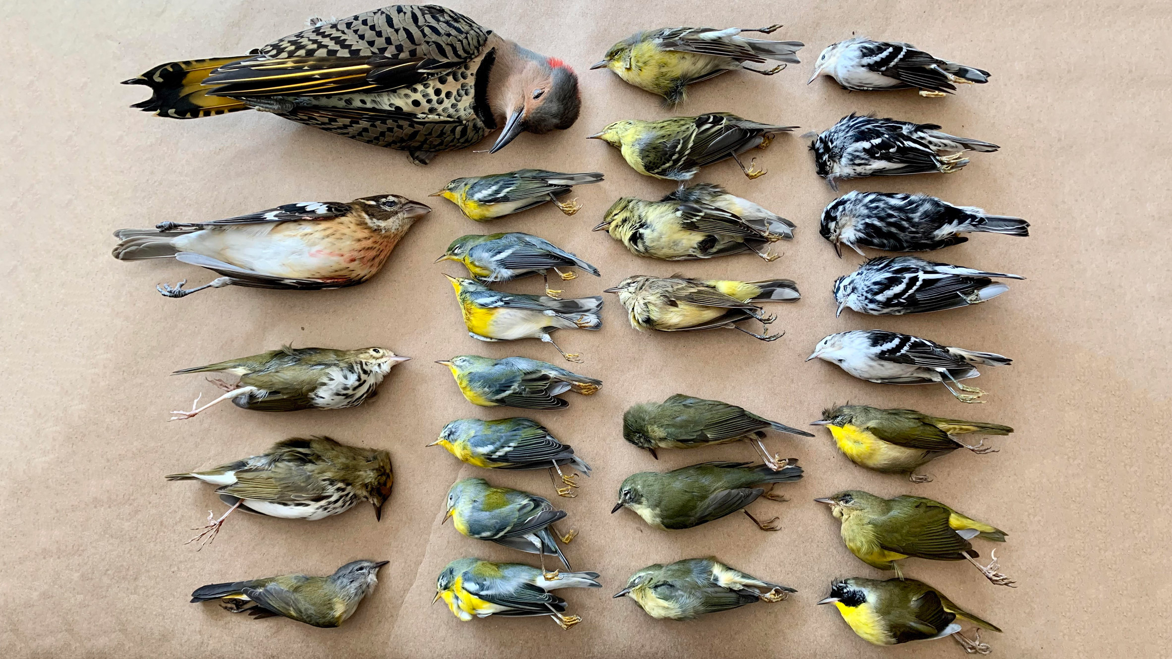 Bird carcasses collected from the World Trade Center after collisions