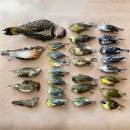 Rows of colourful dead birds