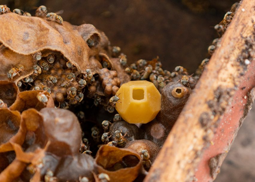 bee colony made from beeswax