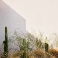 cacti with stucco backdrop