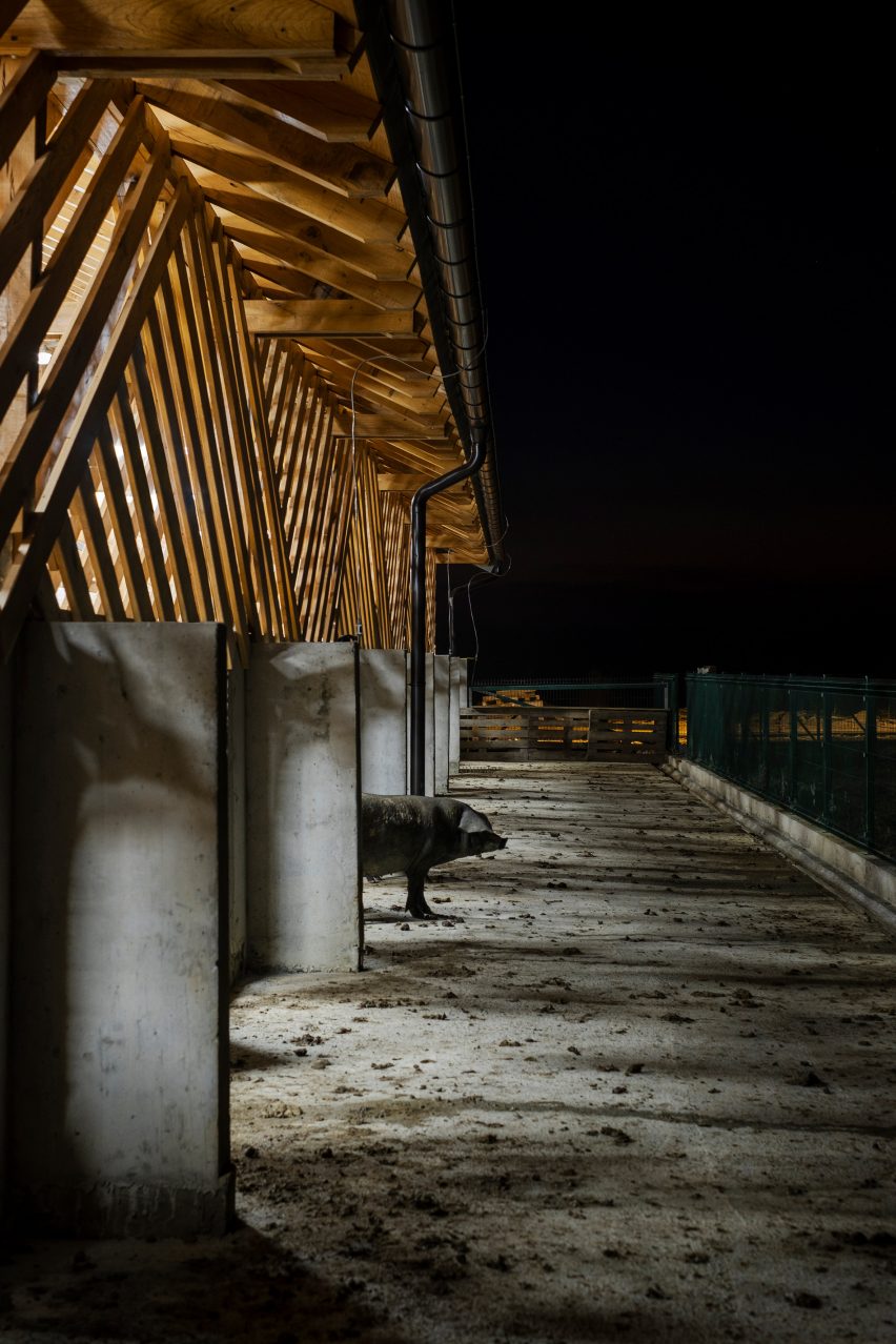 Pig peeks out of lit-up eco farm barn at night in Slavonia