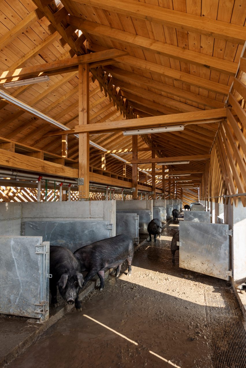 Pigs walk around timber barn with movable steel partitions