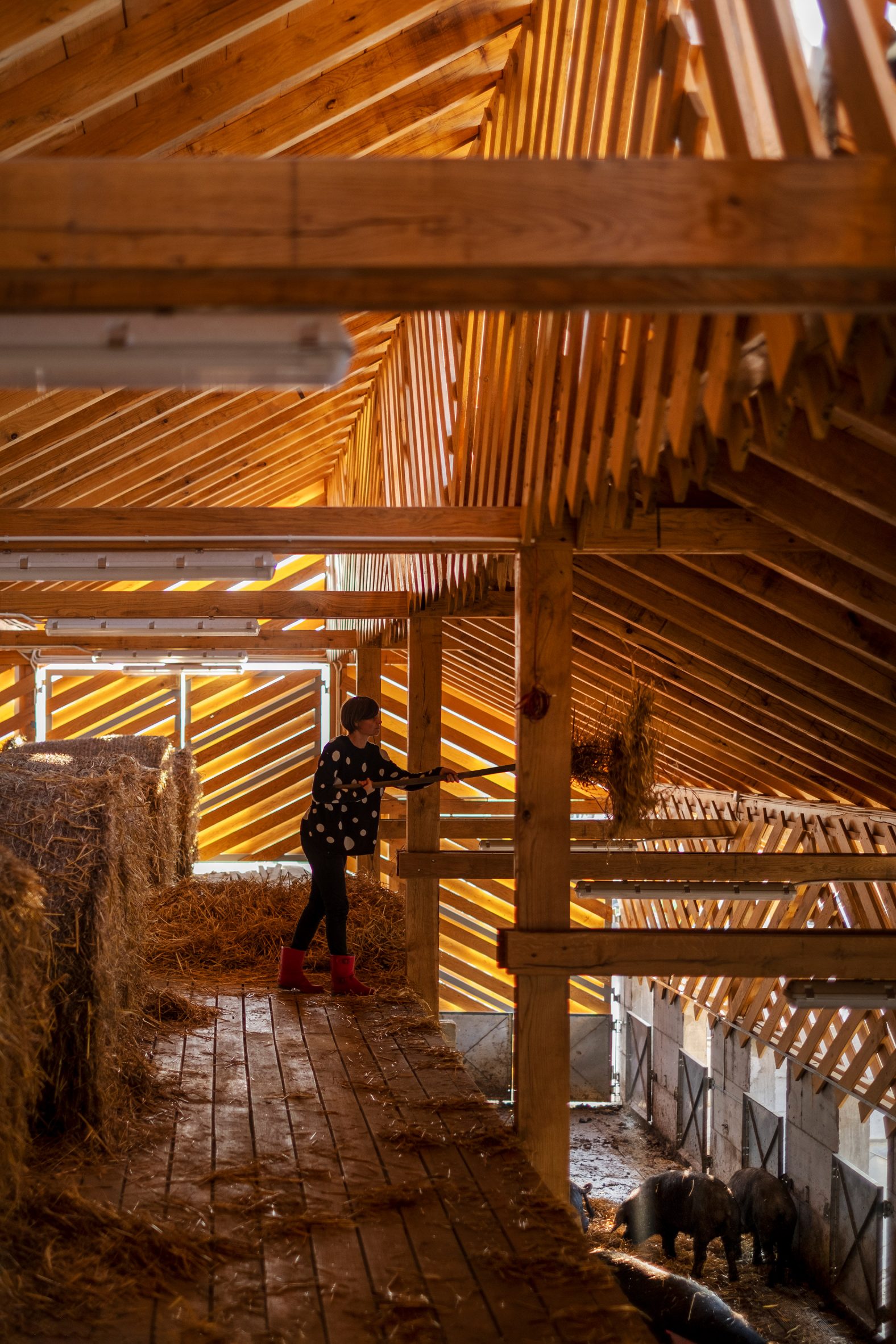 Worker adds bedding to pig pens from an elevated central gallery within the Slavonian Eco Pig Farm