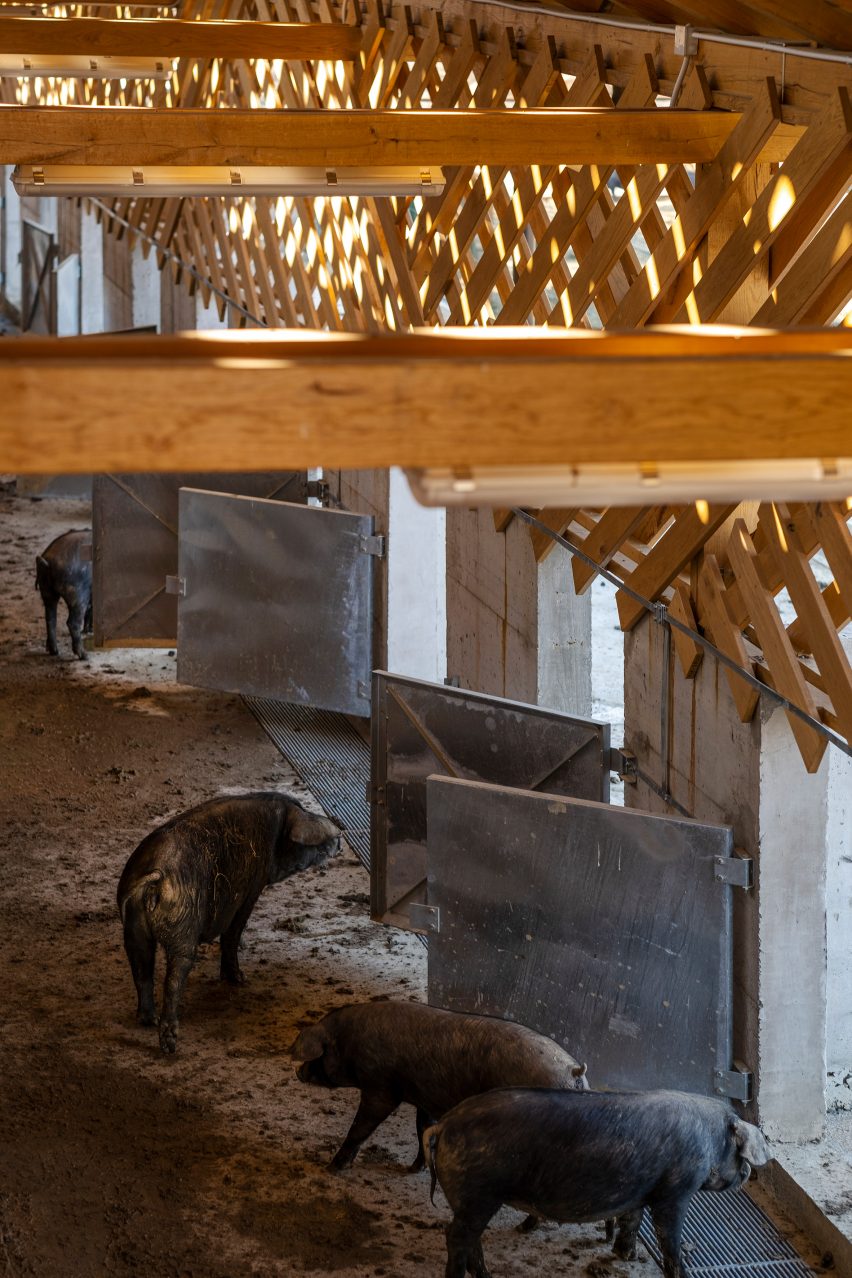 Pigs circulate inside a stable with timber latticework structure