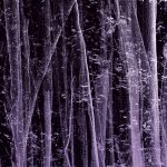 An abstract purple and black photograph depicting tree trunks