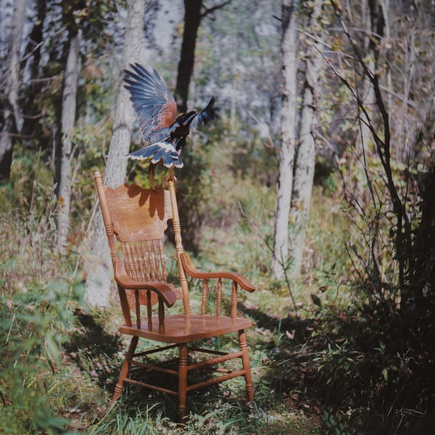 A photograph of a hawk sitting on a wooden chair