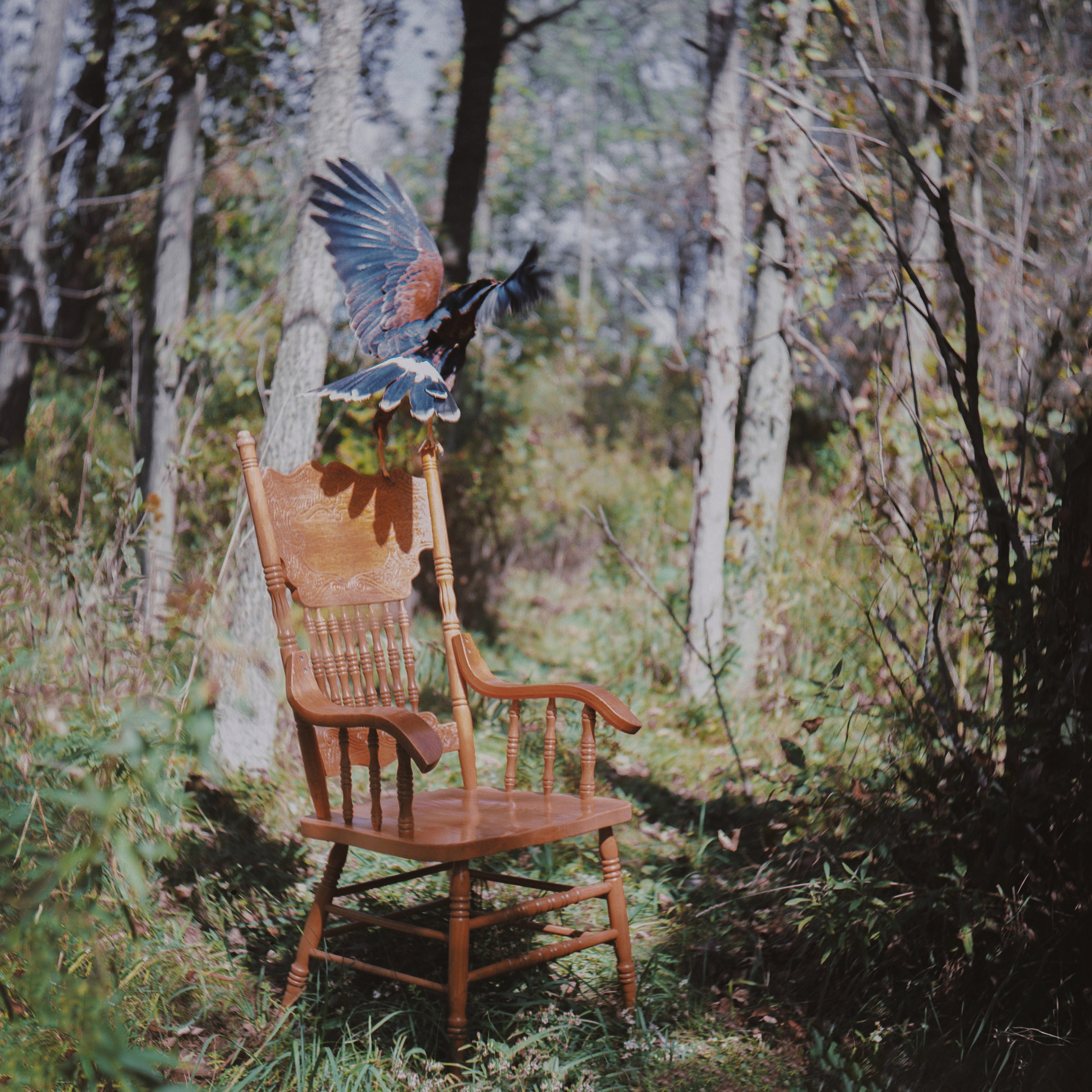 A photograph of a hawk sitting on a wooden chair