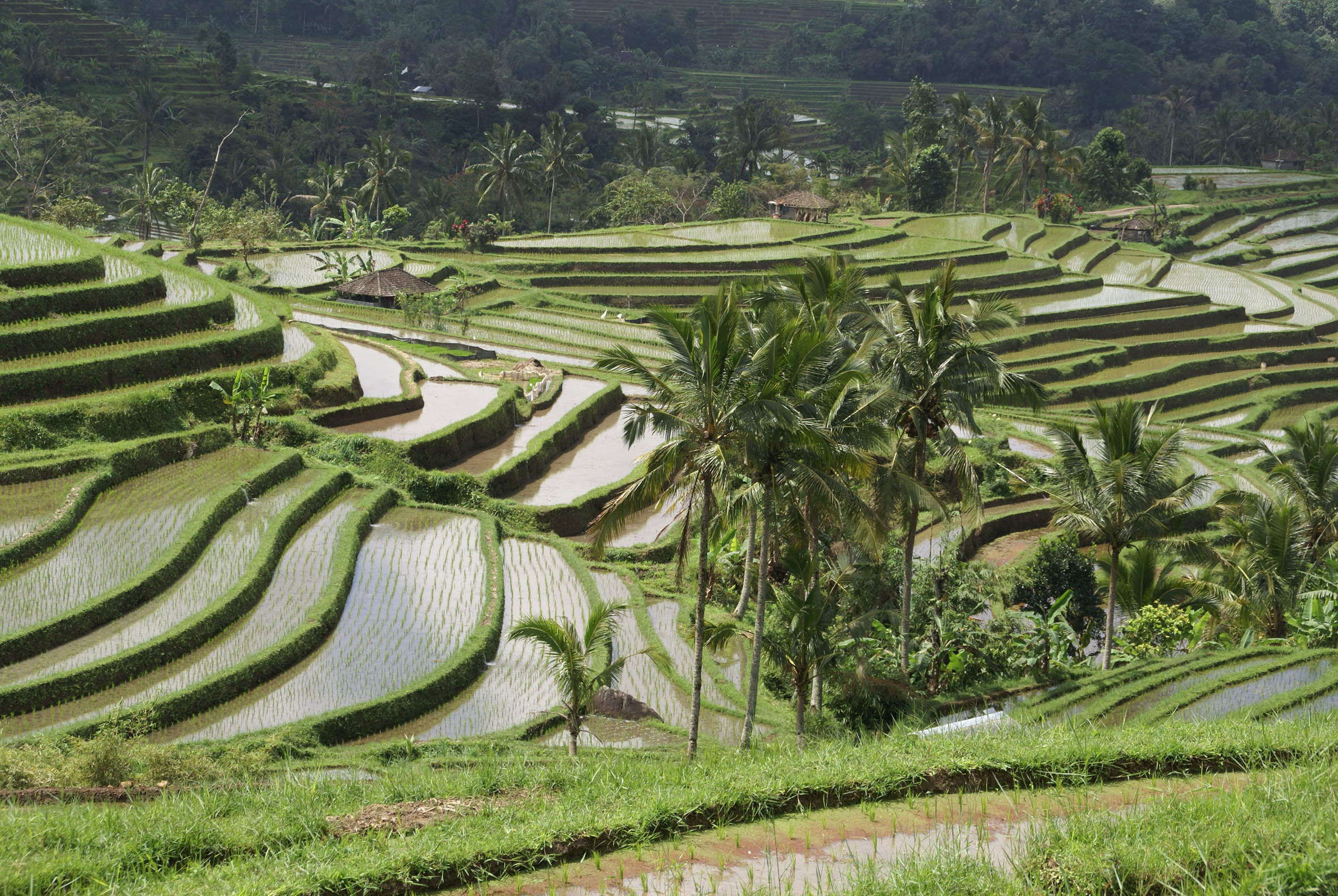 Image of rice paddies in Indonesia