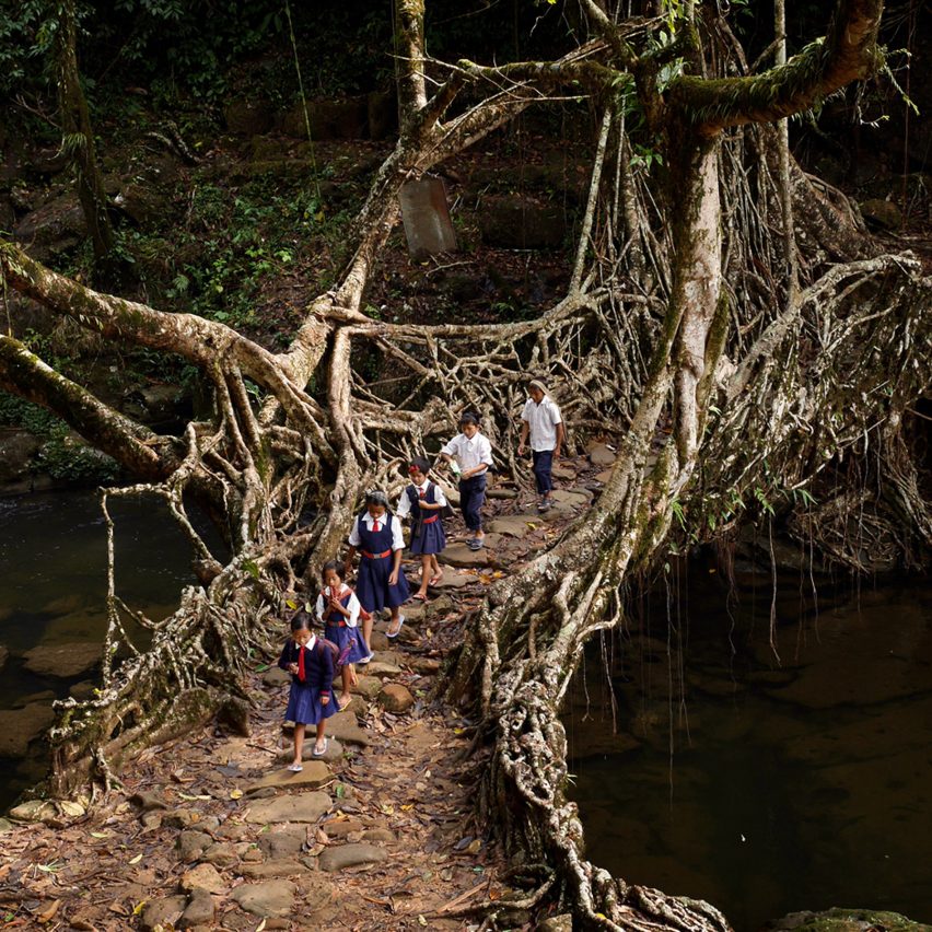 Khasi living root bridge photographed by Timothy Allen
