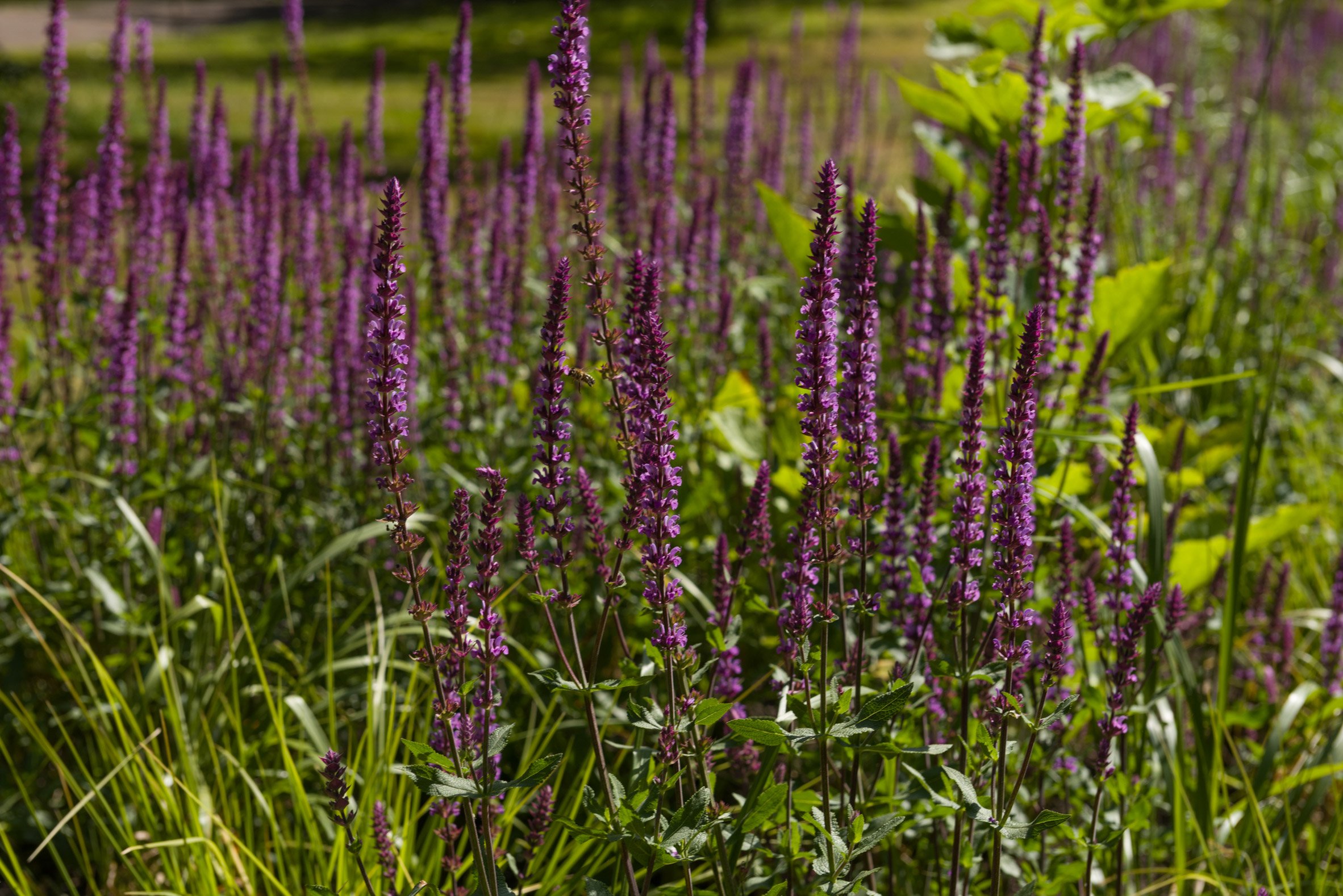 Close-up on tall purple flowers in the Pollinator Pathmaker installation