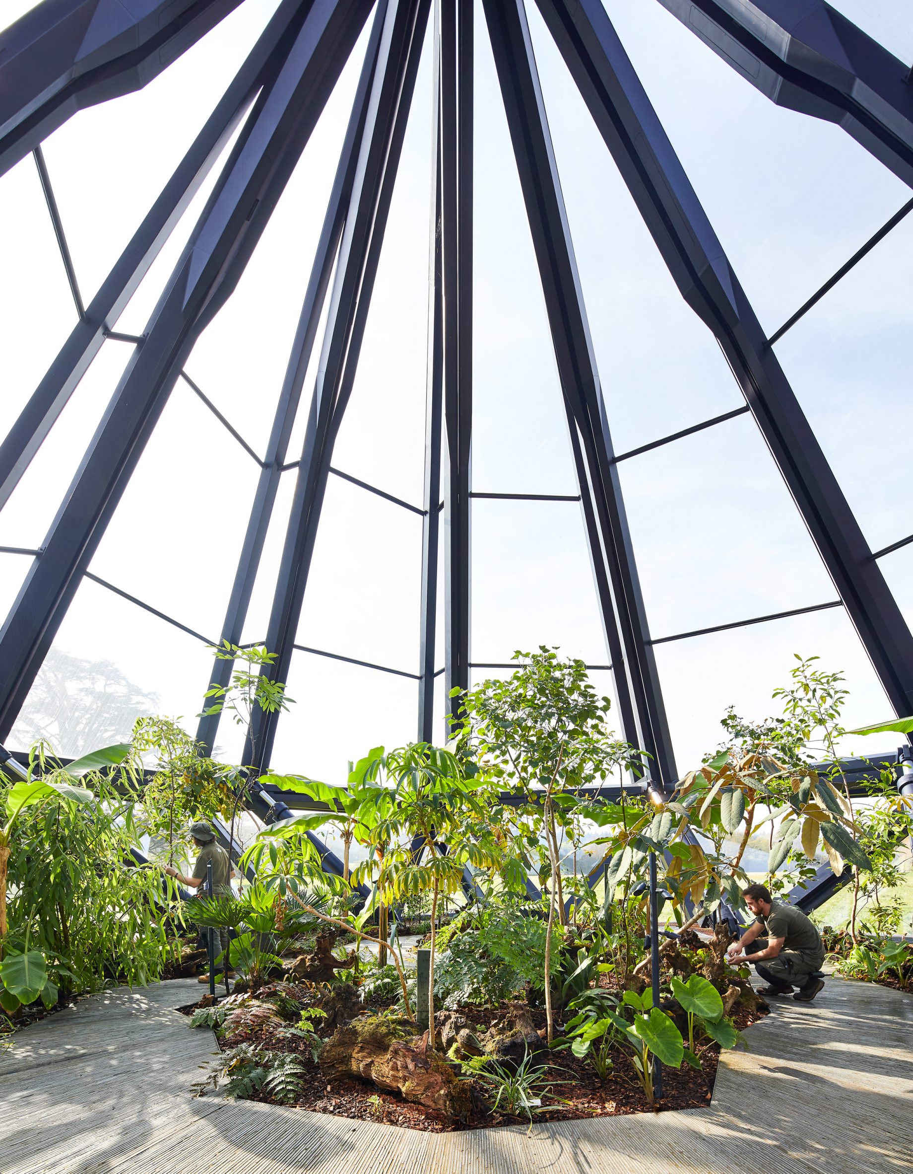 Greenhouse with subtropical plants