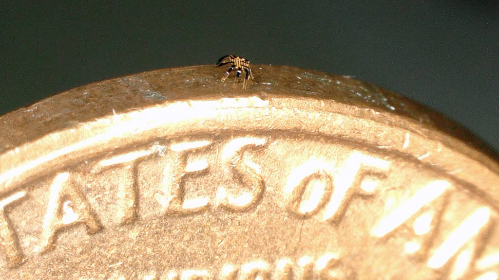 smallest remote controlled walking robots