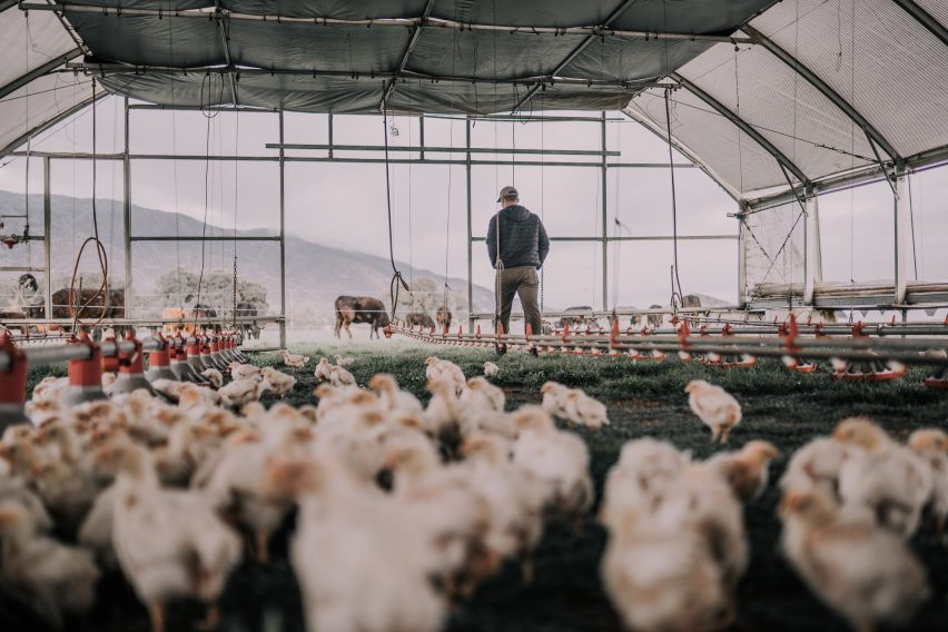Photo of a farmer standing in a light-filled chicken coop along with the birds