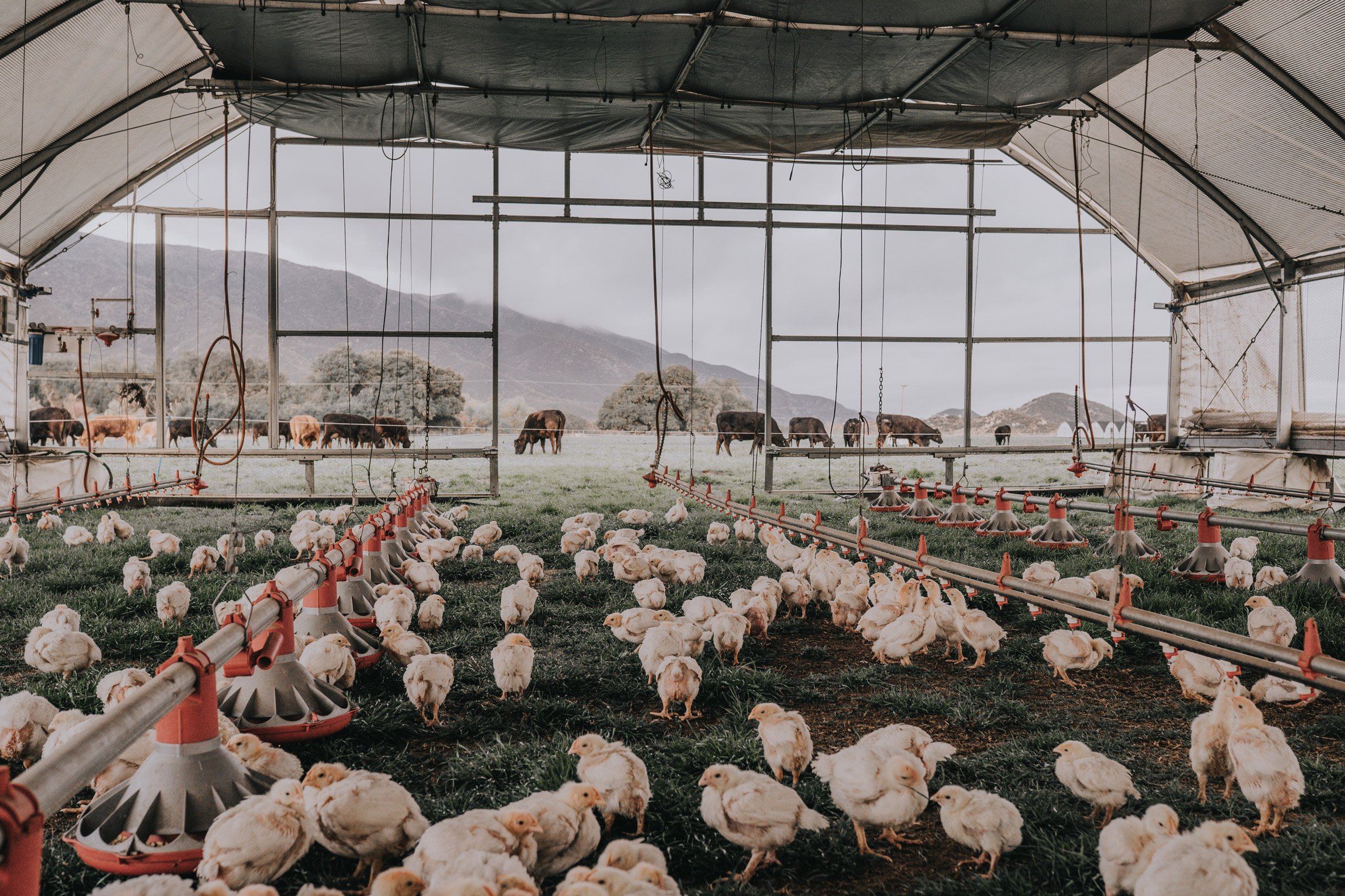 Photo of the inside of Pasturebird's robot cage with chickens grazing on fresh pasture