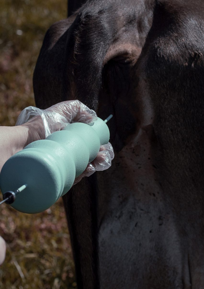 Light blue artificial-insemination dildo from Happy Cow sex toys collection being held up to a cow's rear