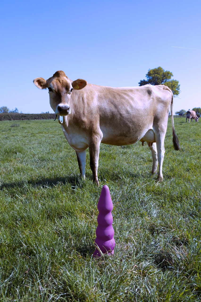 Cow standing behind a large purple dildo