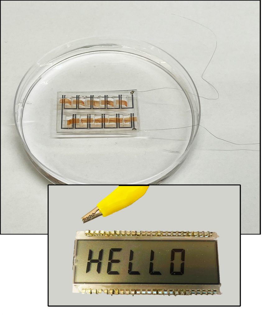 Microbial biofilm powers a small LCD screen with the word 'Hello' written on it