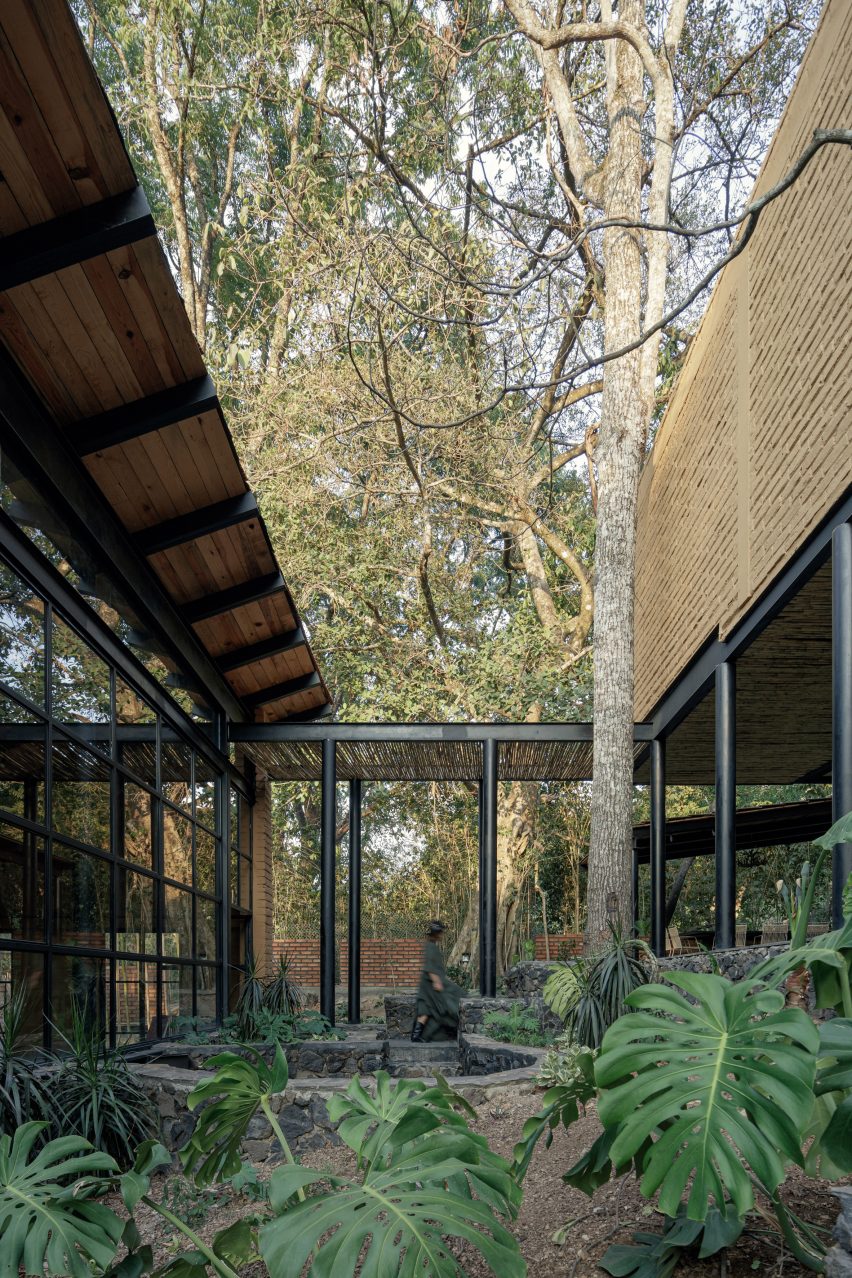 Garden with tall tree in courtyard of Mexico forest home by Herchell Arquitectos