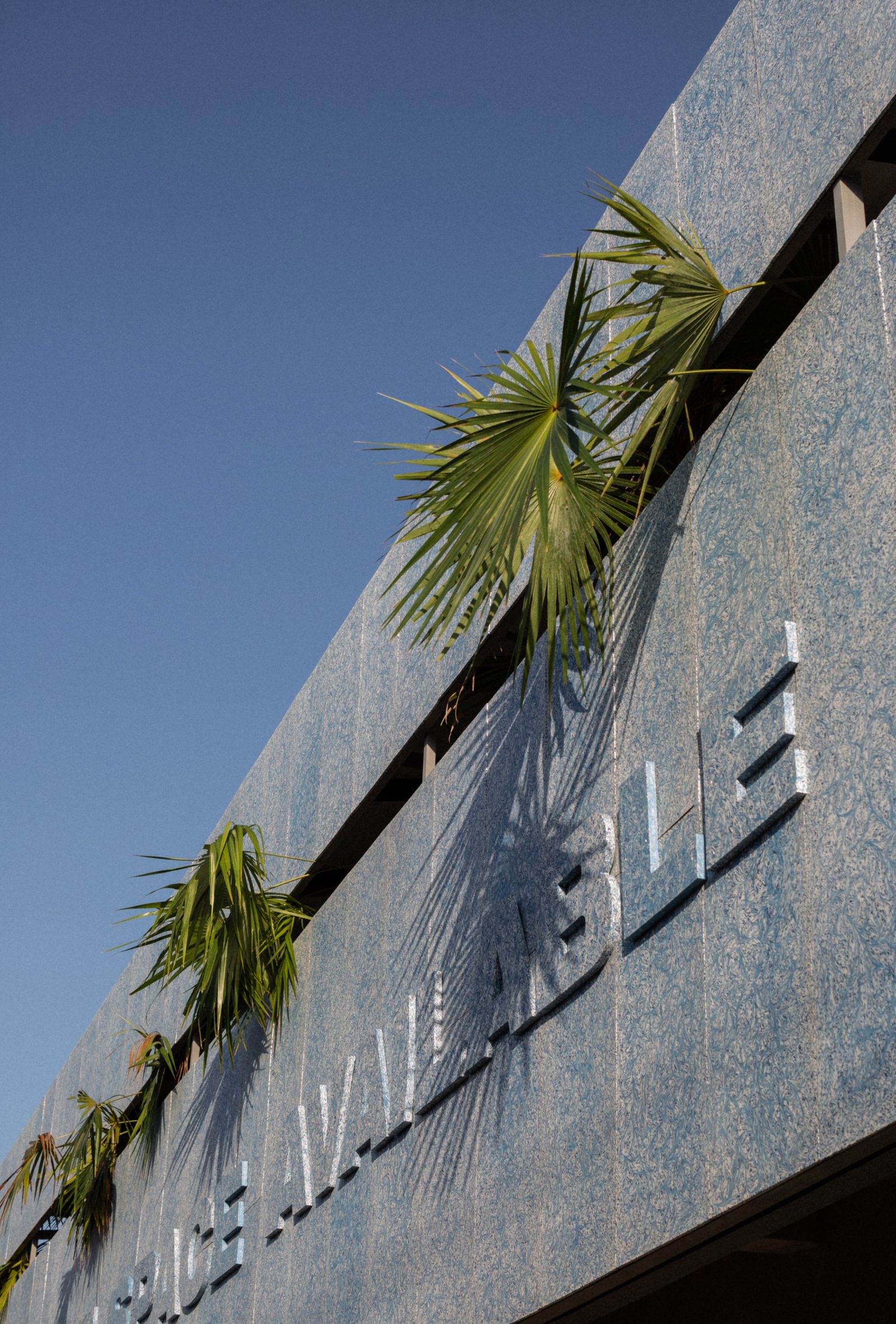 Photo of palm leaves poking through the building facade