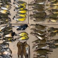 Billions of bird deaths due to the "simple indifference" of architects says PETA