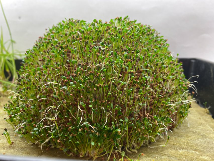 3D-printed dirt dome covered in tendrils of greenery like a Chia pet