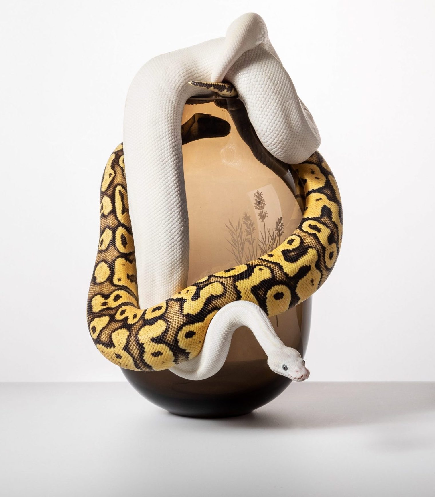 An image of a snake clinging to a brown glass