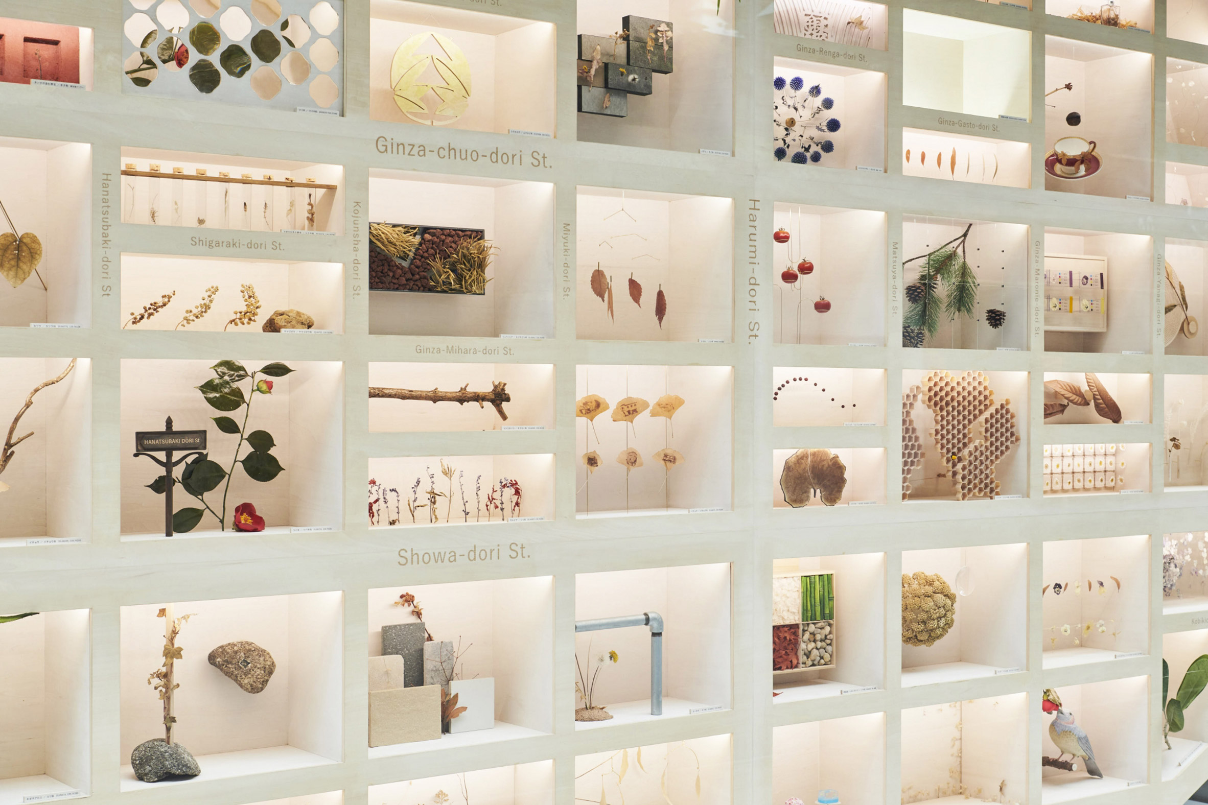 A number of specimens curated in 72 windows 