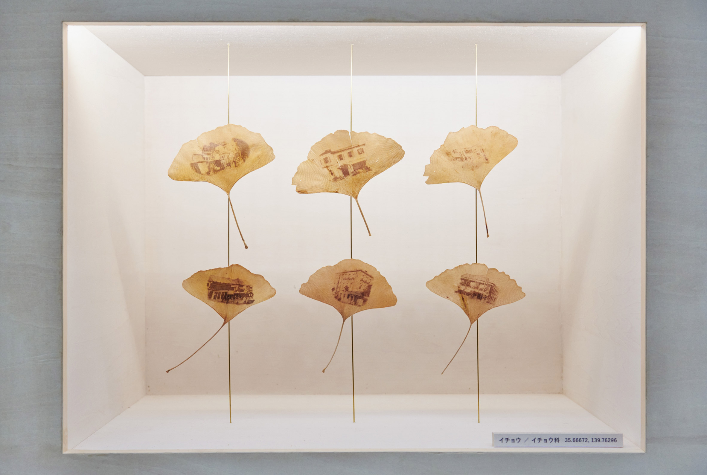Ginkgo biloba trees printed with images of the district