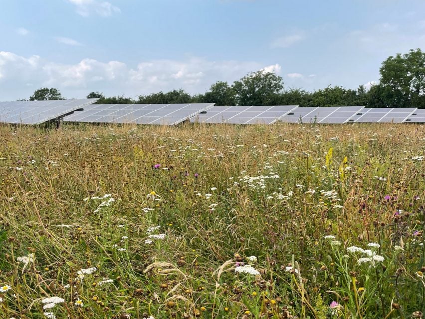 Pollinator meadow alongside solar panels as photographed by Hollie Blaydes