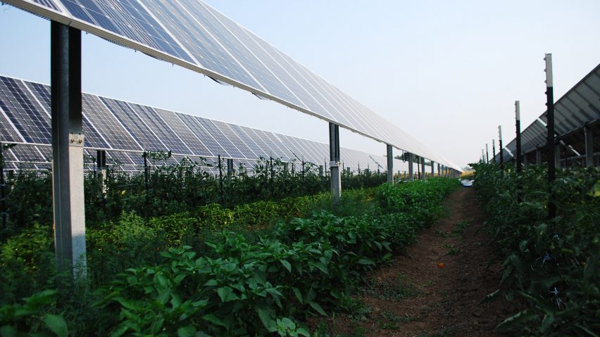 Agrivoltaic array in Jacks Solar Garden in Longmont, Colorado