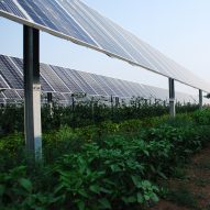 Agrivoltaic array in Jacks Solar Garden in Longmont, Colorado