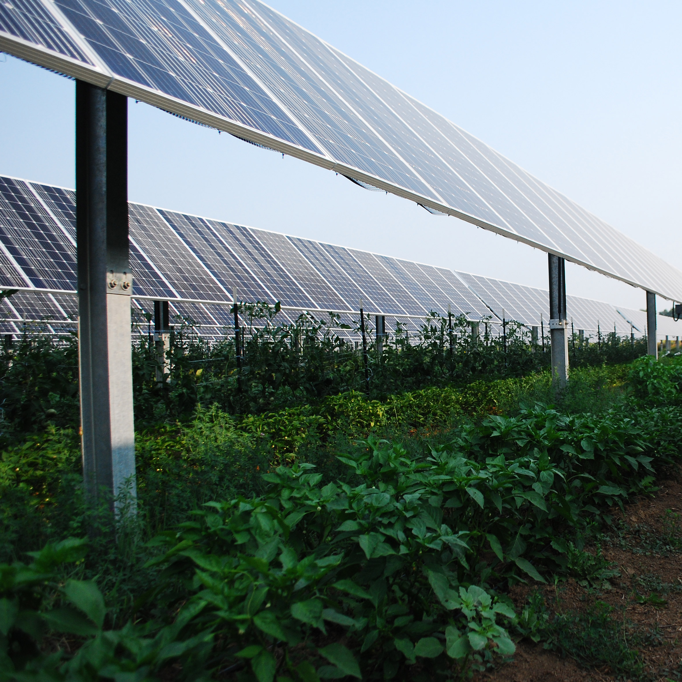 Agrivoltaic solar farms offer shocking benefits beyond producing energy