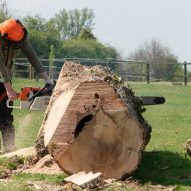 Photograph of someone with chainsaw cutting into tree trunk