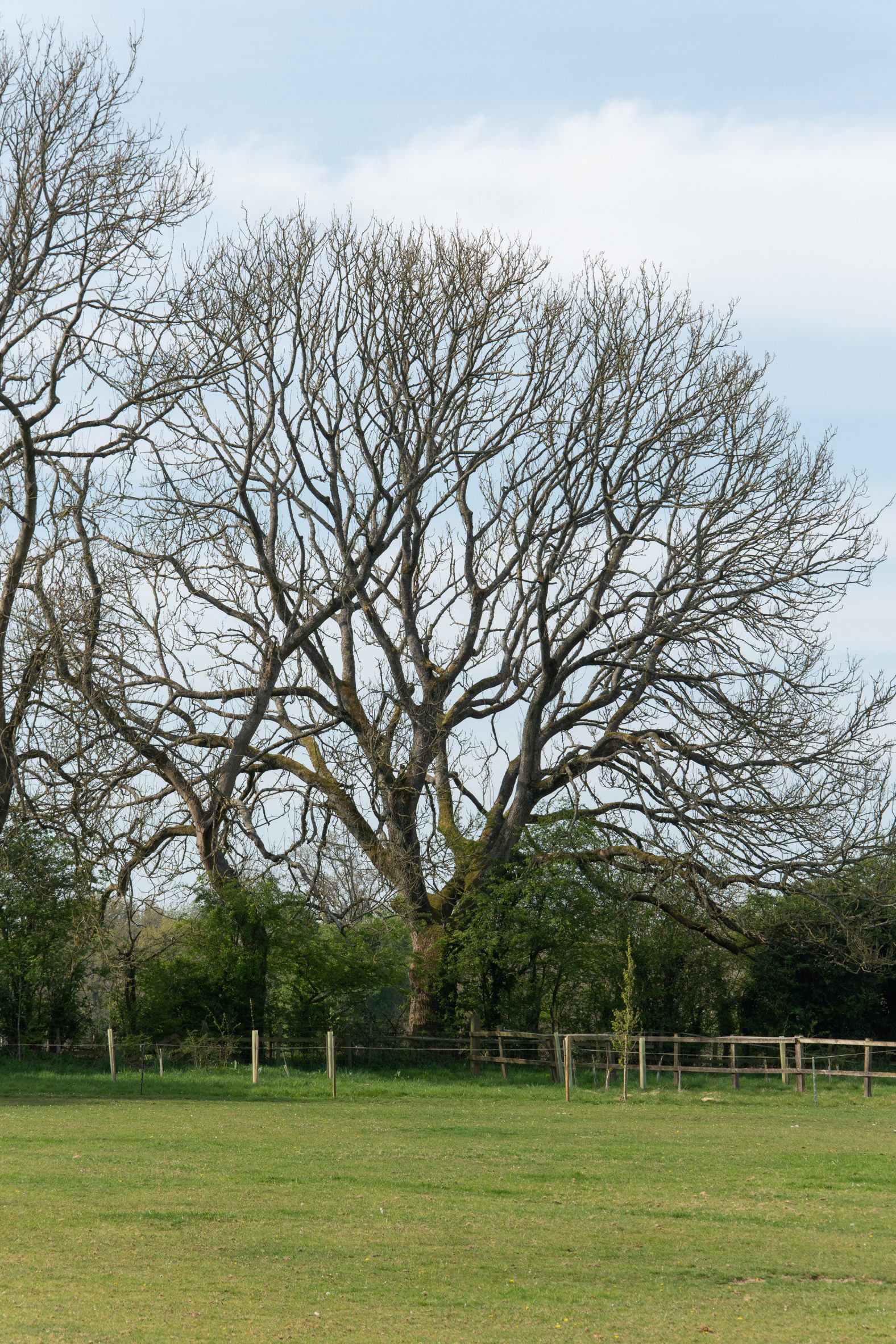 Photograph showing ash tree in garden environment