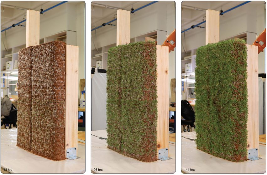 Triptych of photos showing small dirt wall with increasing amount of plant growth after 48 hours, 96 hours and 144 hours