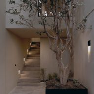 Estudio IPA places tree at the centre of San Miguel de Allende home