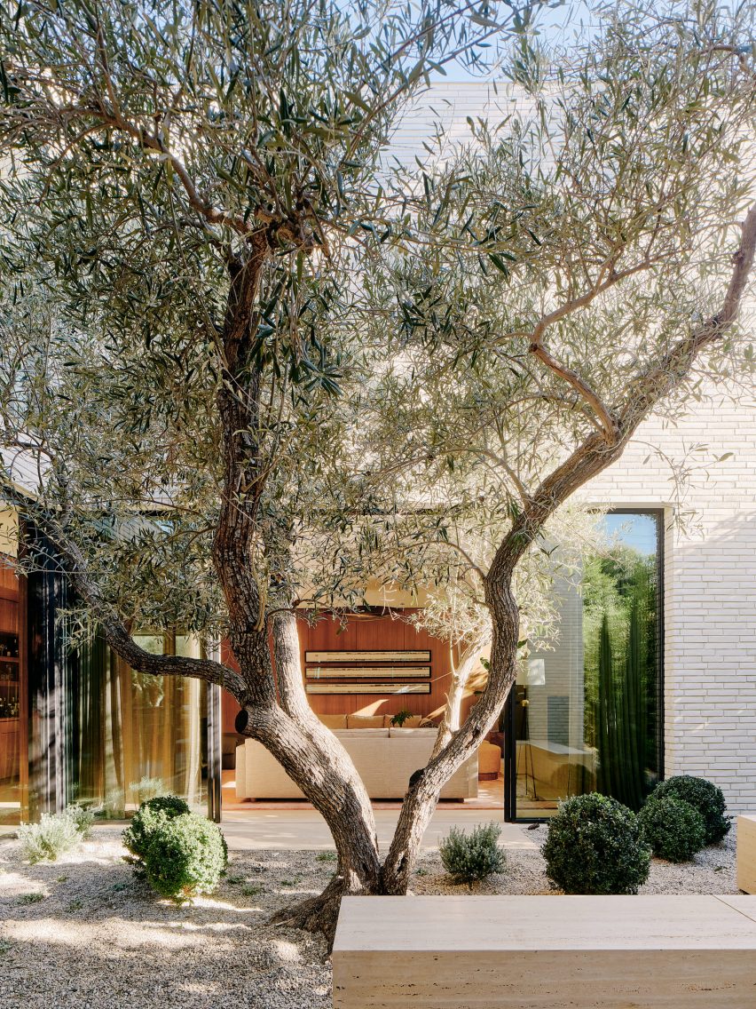 Olive tree in the courtyard of the twentieth house by Woods and Dangaran